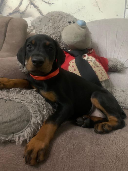 Срочно! Щенки доберамана