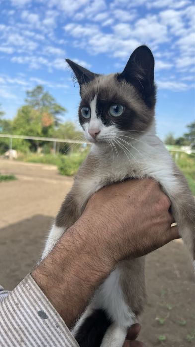 Кошечка в Добрые руки
