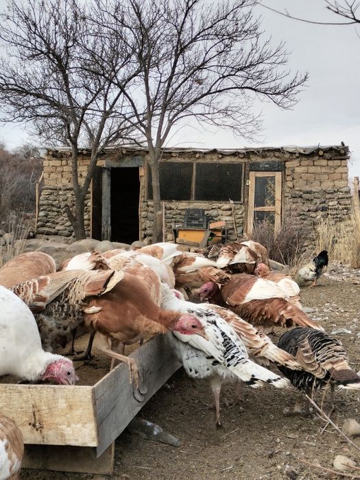 6-7 айлық индюктер