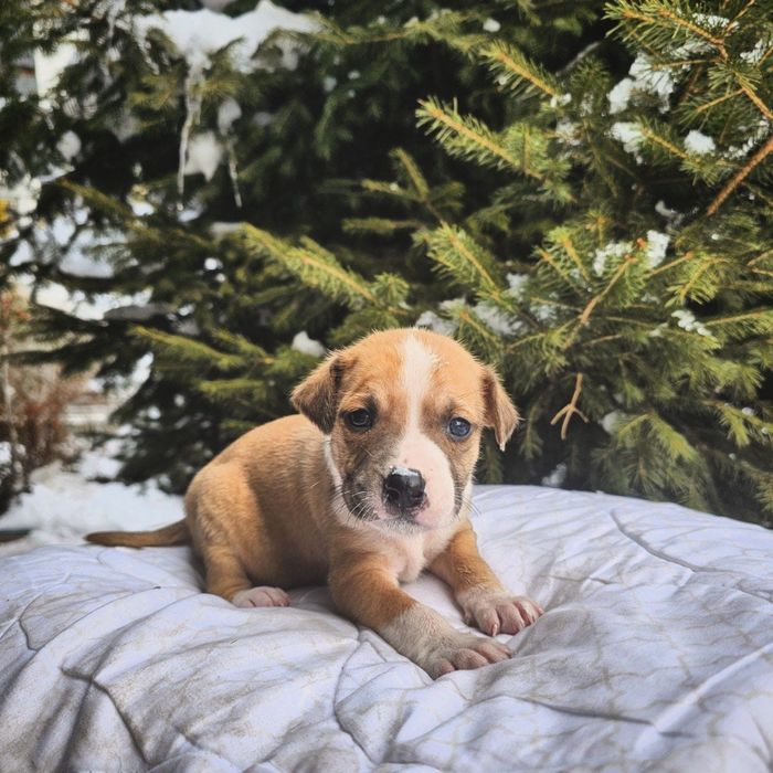 Отдам бесплатно щенят