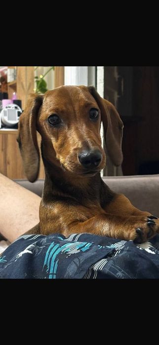 Потерялся такса!!