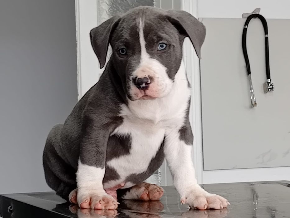 Pentru rezervare american bully xl