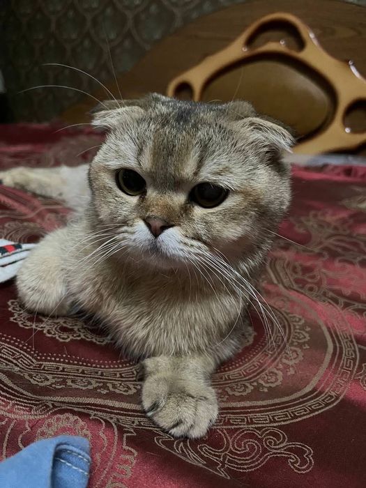 Породистый котик на вязку