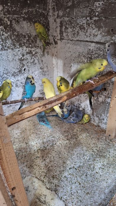 Vand ninfe , perusi semi standard