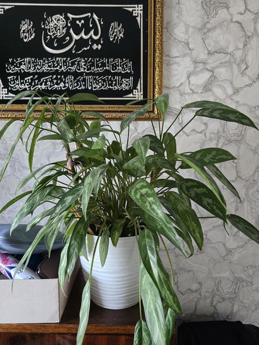 Продам комнатный цветок