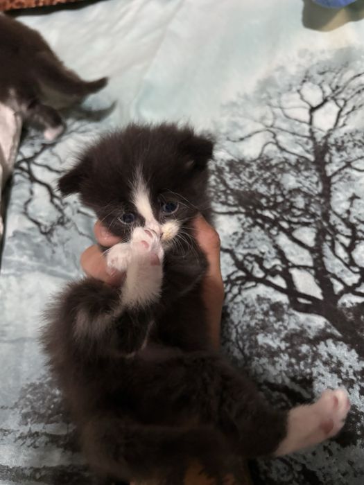 Отдам котят в добрые руки