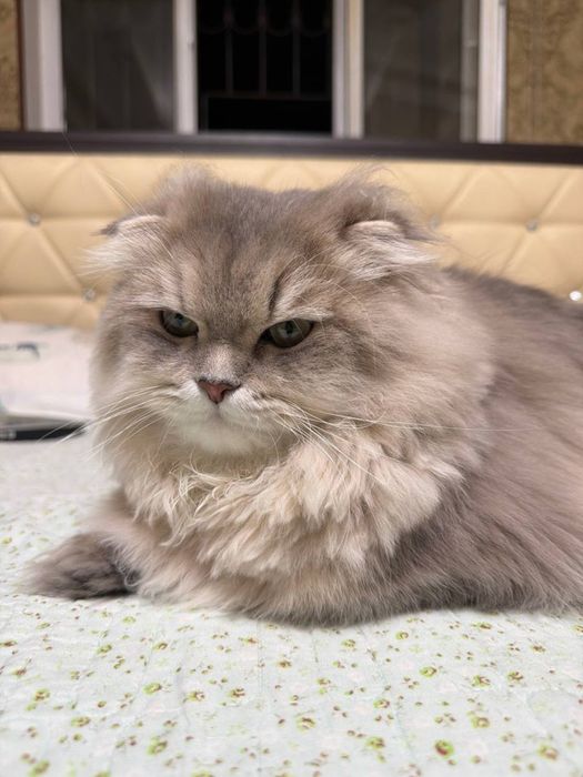 Котик приглашает кошечек на вязку