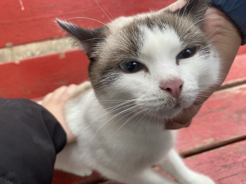 кошка голубой глаза редкие глаза девочка