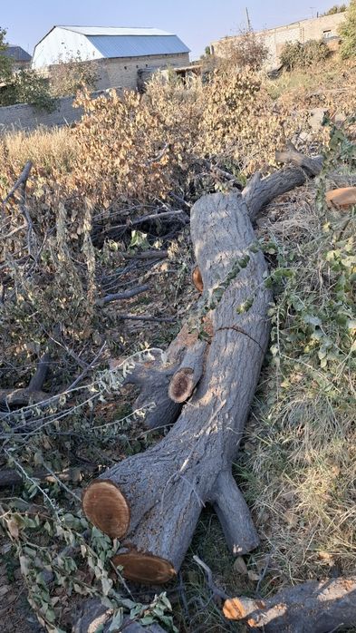 Залдори утинлари сотилади