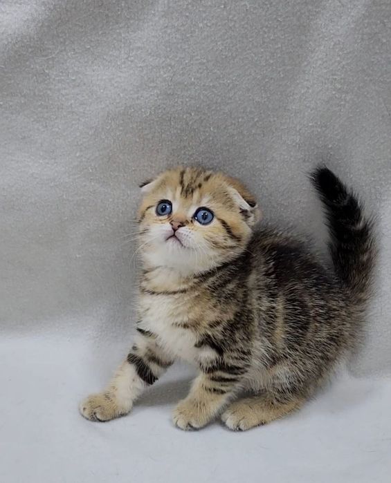 Скотиш фолд девочка золотая шиншилла мраморная