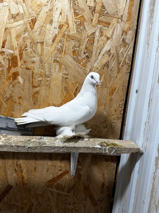 Продам голуби разный парода