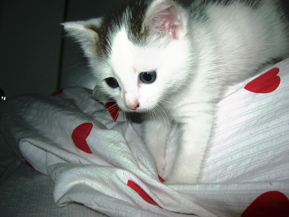 Отдам котенка девочку