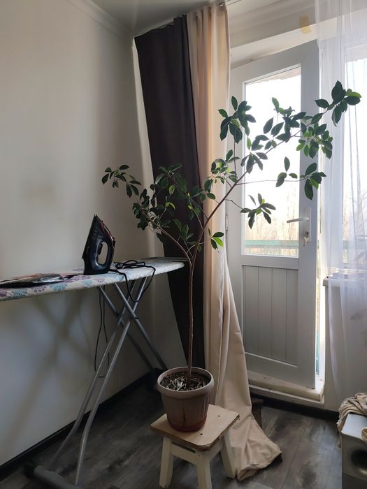 Продам Фикус какой-то.