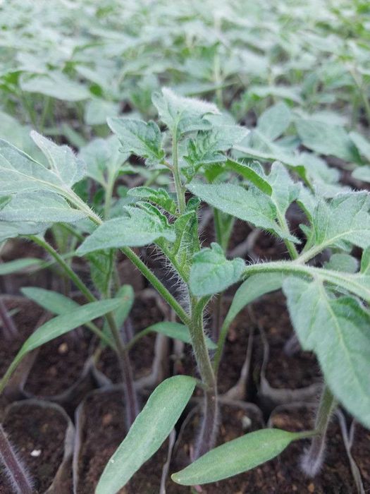 Помидор, булгор калампир, бодринг, баклажон кучатлар бор.