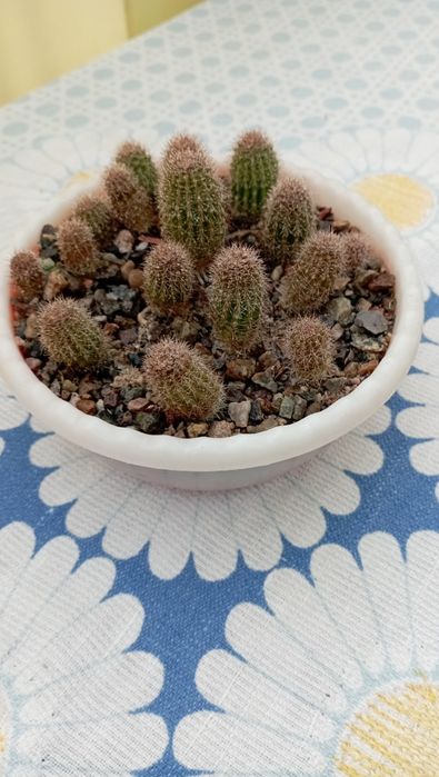 Продам кактусы (16 шт)