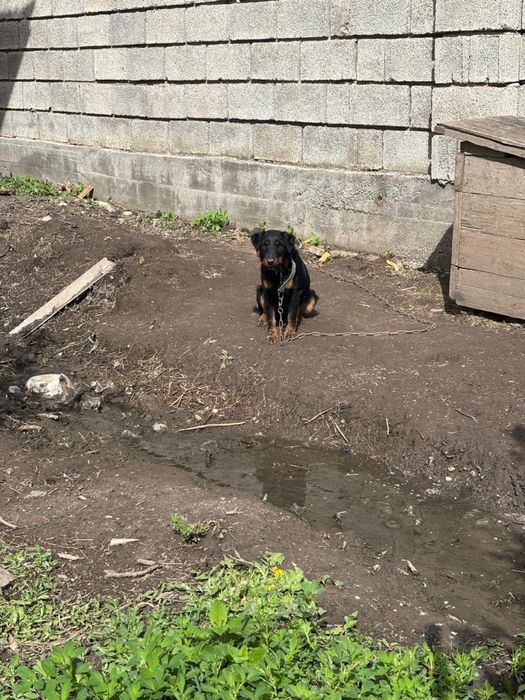 Ургашы ягтерер