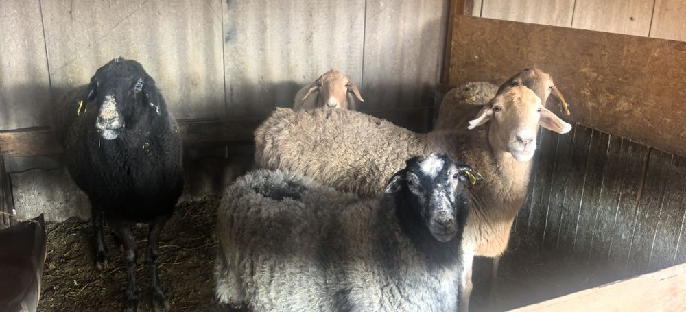 Семіз қой тоқтылар