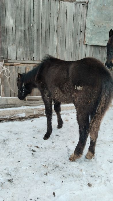 Жабағы еркек   ыюыж