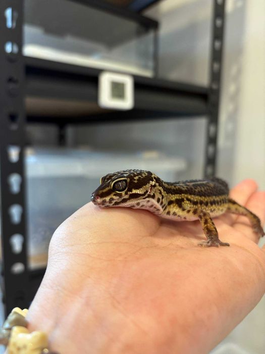 Самка эублефара Блек Найт