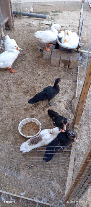 Индоуткала сотилади