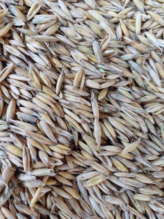 Ovăz  și  porumb de vânzare