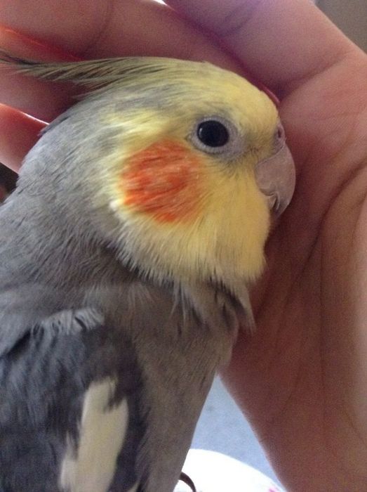 Кареллы ручные птенцы