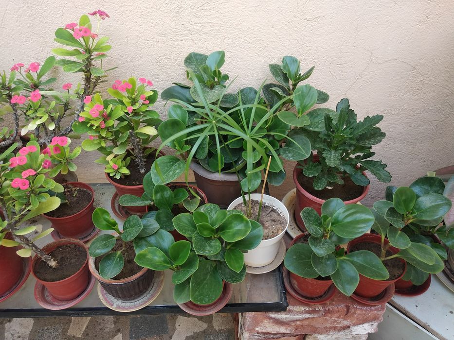 Домашние цветы- весна нашего дома