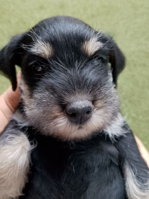 Schnauzer pitic, negru argintiu