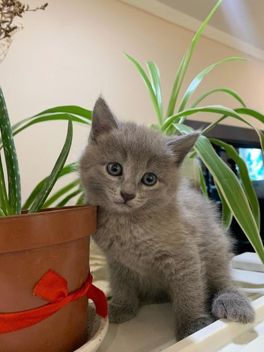 Отдам котят в добрые руки