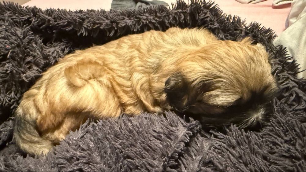 щенки в добрые руки