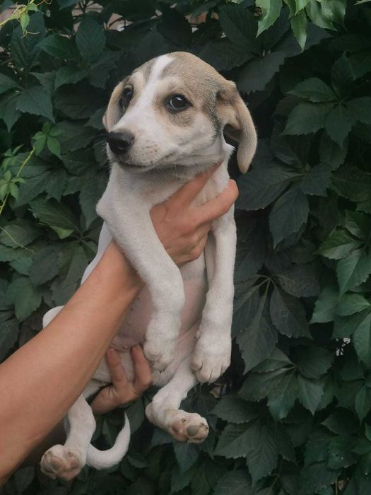 Послушные щенята