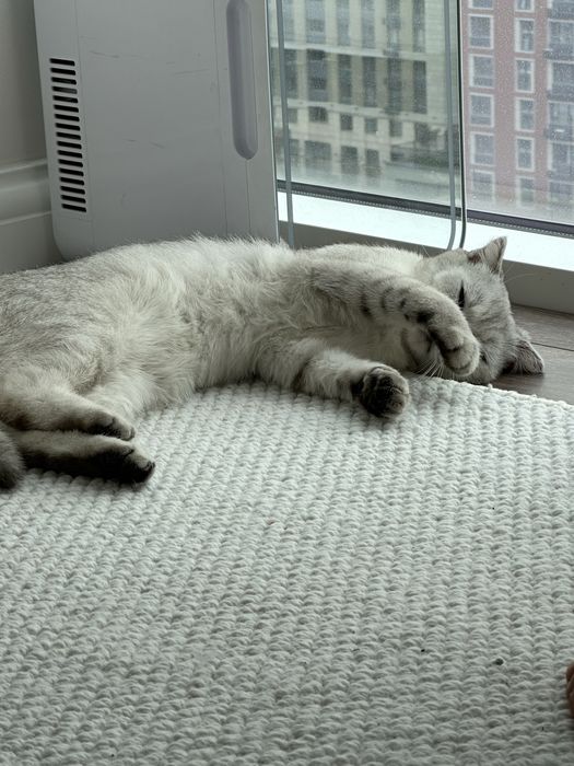 Продается кошка, британская короткошерстная