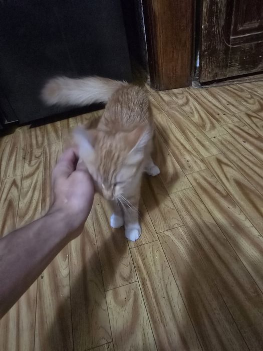 Отдам кошку рыженькую