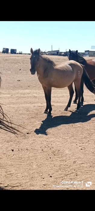 Жылқы малдары сатылады.