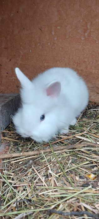 Iepuri de vânzare cap de leu