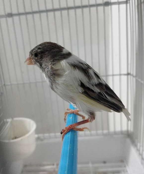 Kanareka avle moda sotladi