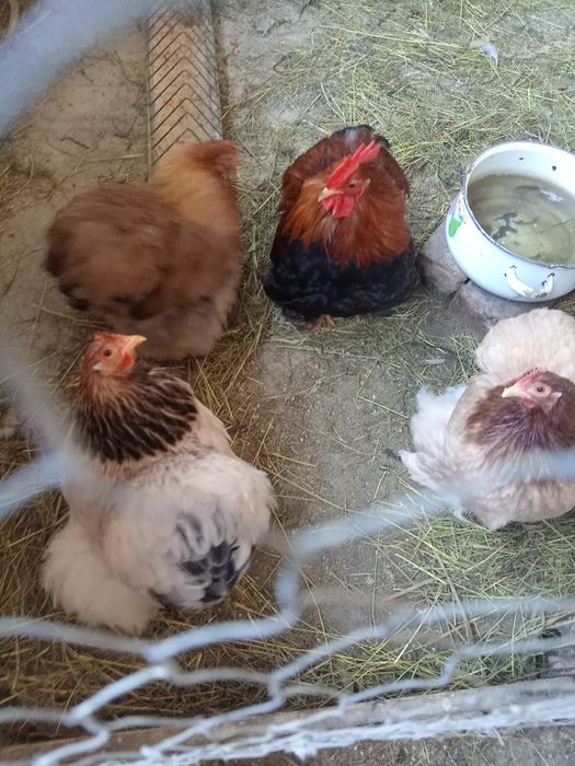 Vând o familiede chochinchin pitic