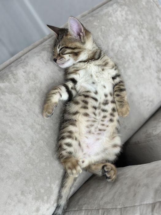 Продам котенка , Бенгала