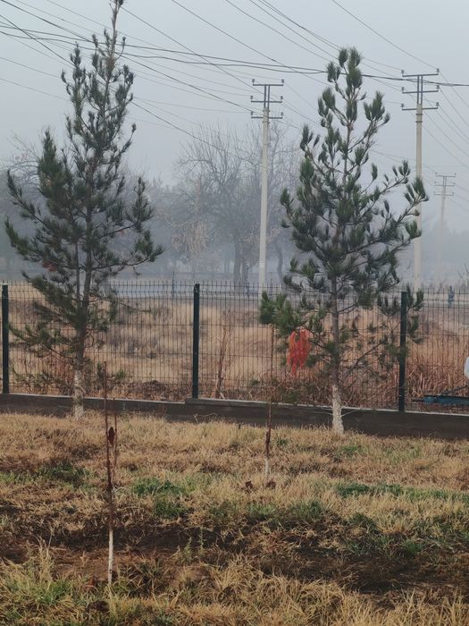 Евро забор ва арча лар сотилади арзон