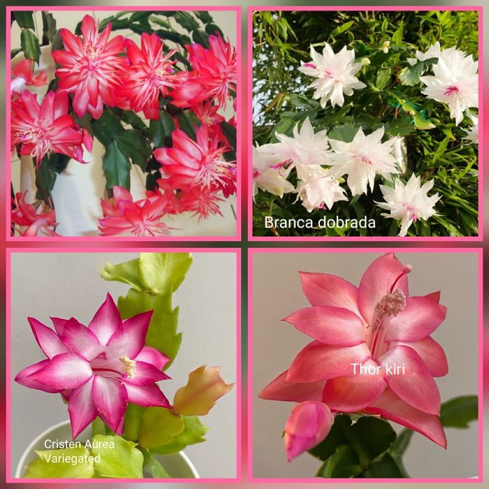 Распродажа Шлюмбергеры Декабристы