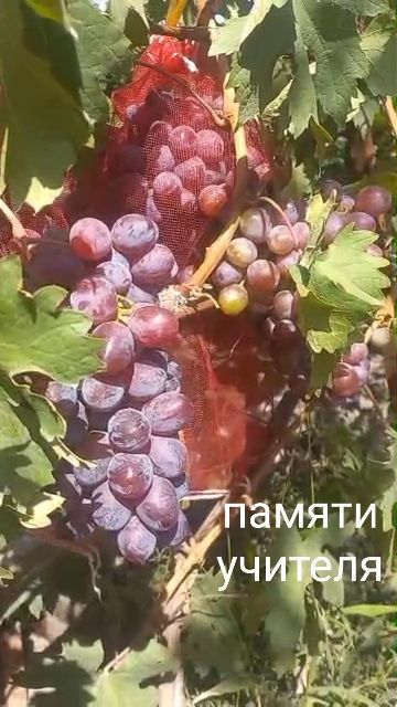 Продам черенки и саженцы винограда