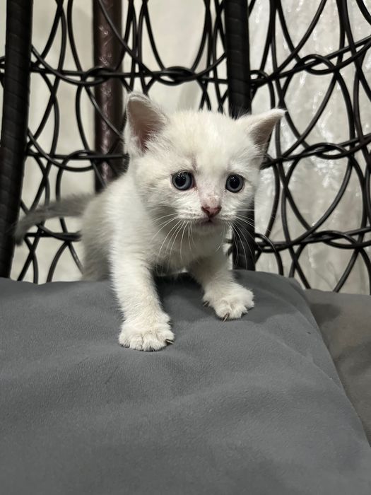 Котята британцы короткошерстные