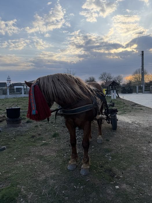 Cal de vanzare de 2,5 ani