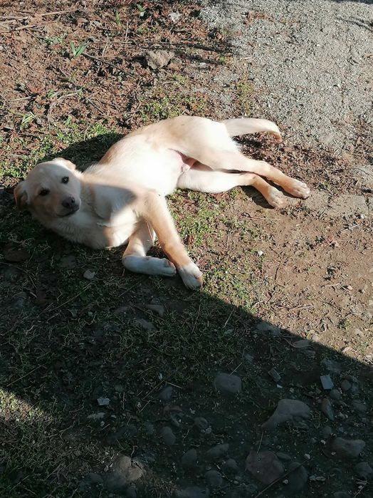 Подарявам къченце