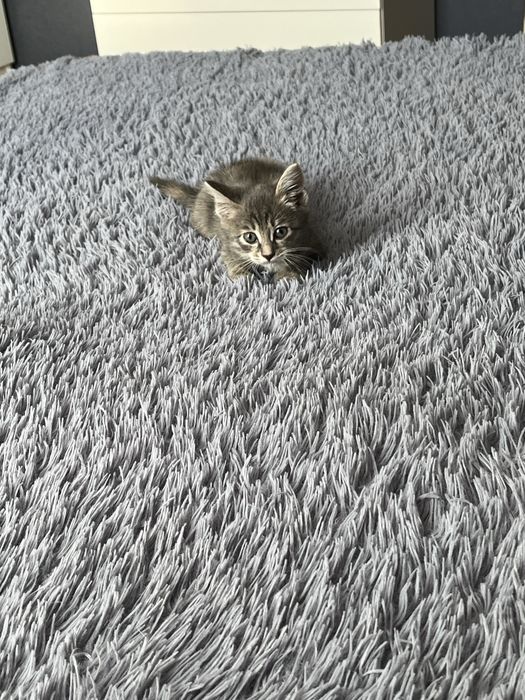 Бесплатно. Котенок ищет дом