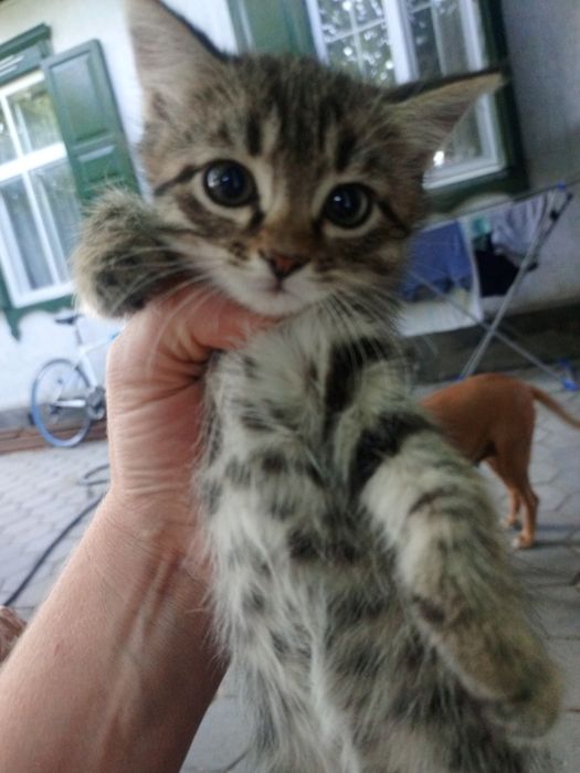 Отдам котят крысоловов
