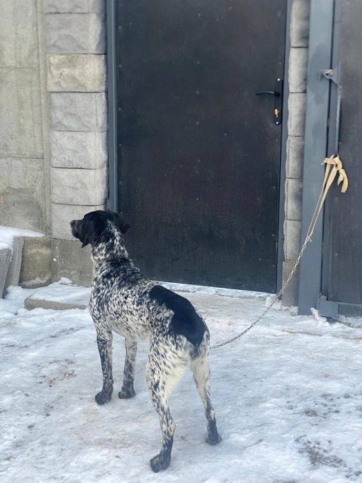 Продам курцхаара