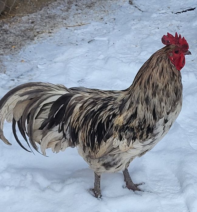 Ouă incubat Australorp si New Hampshire