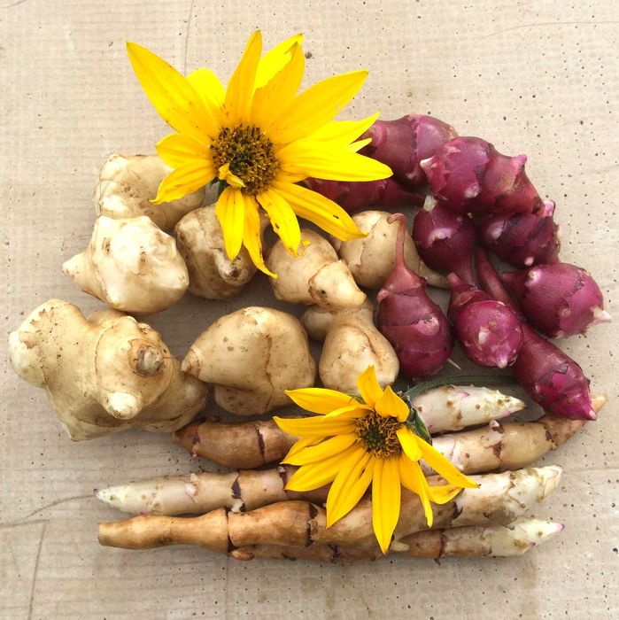 Topinambur.ro - superleguma miraculoasă la tine pe masă 15 lei/kg