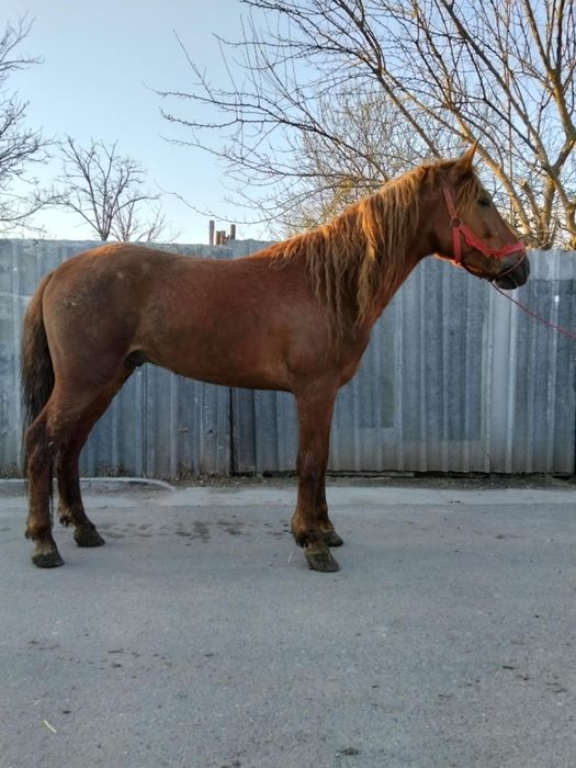 Vând un mânz de doi ani jumate ies cu trei în primăvară